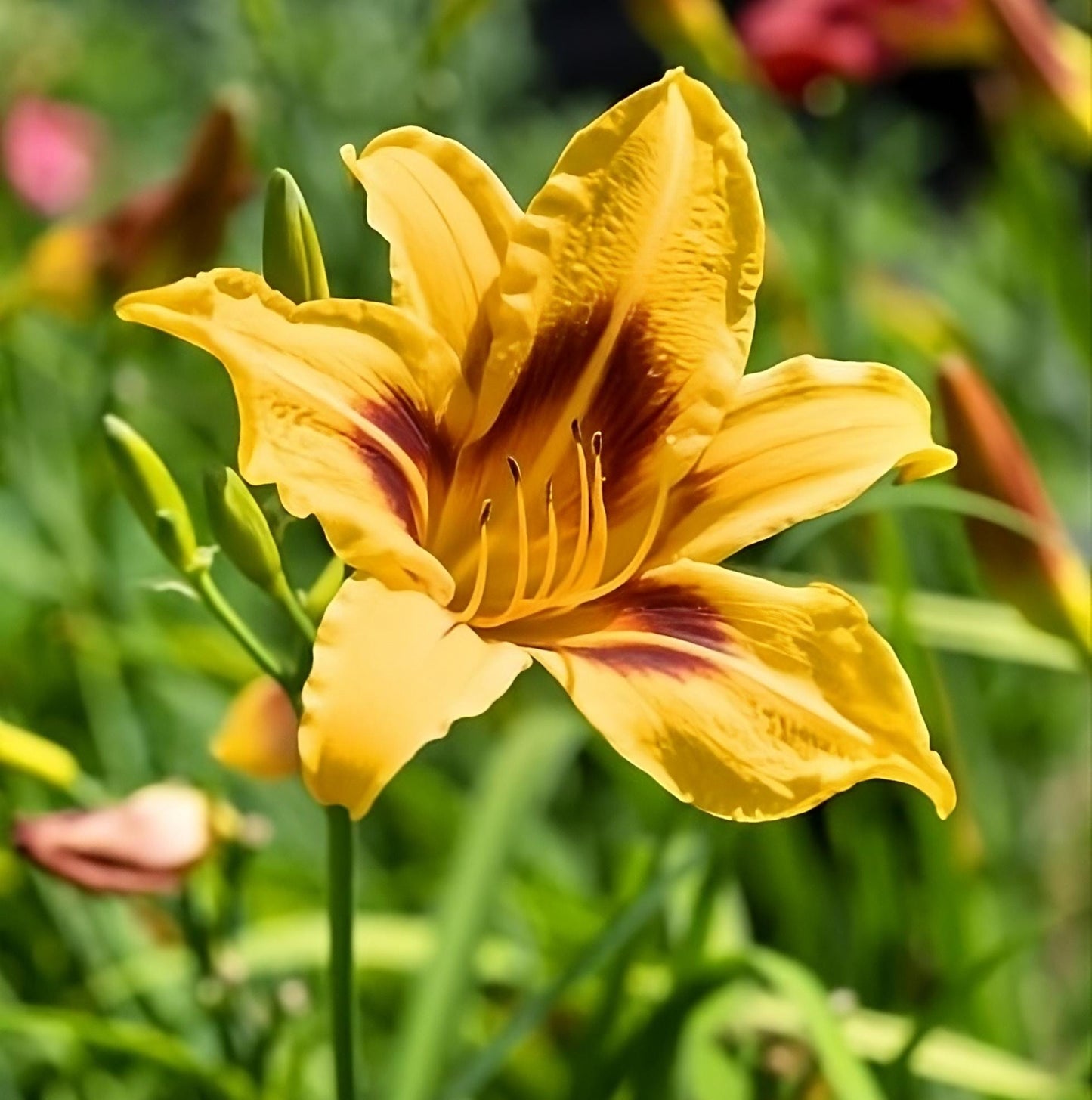 Hemerocallis Frans Hals daylily, daylily