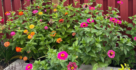 Zinnia flower seeds - Zinna