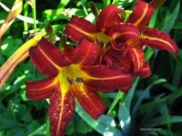 Mixed Daylily Seeds: Yellow & Burgundy Hemerocallis