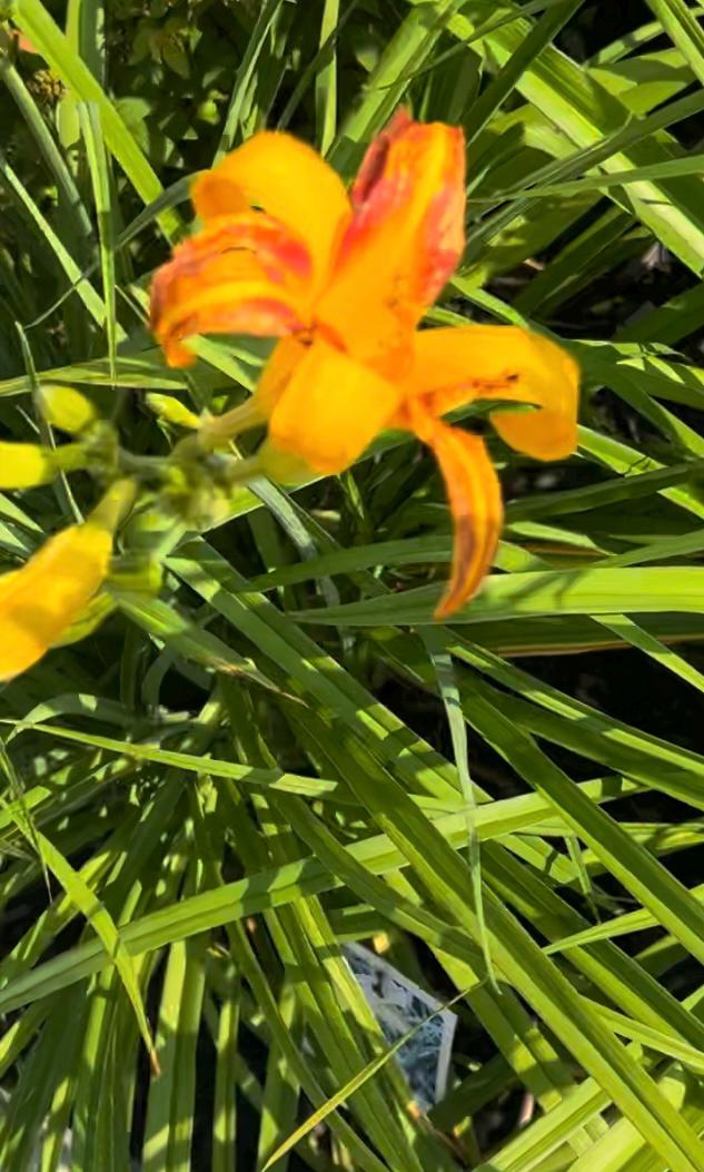 Hemerocallis Frans Hals daylily, daylily