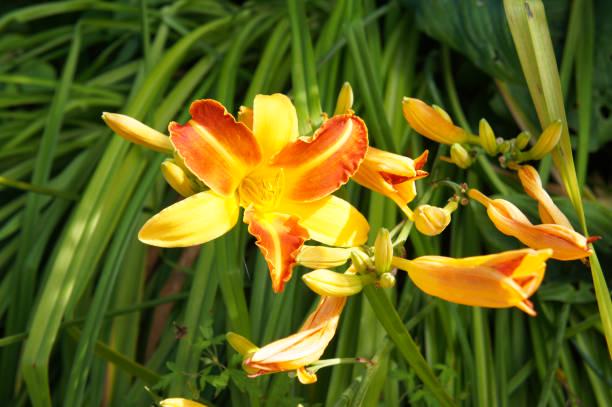 Hemerocallis Frans Hals daylily, daylily