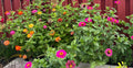 Zinnia flower seeds - Zinna