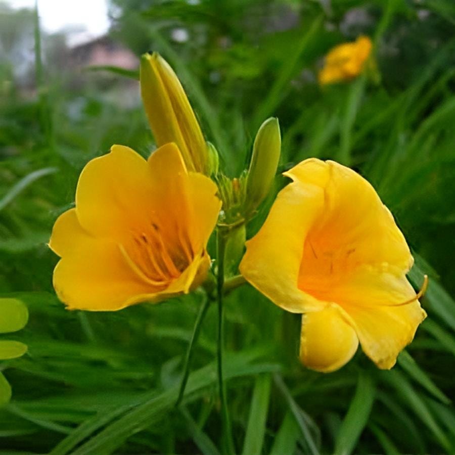 Mixed Daylily Seeds: Yellow & Burgundy Hemerocallis