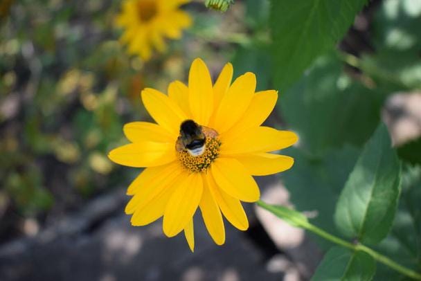 Oxeye Sunflower: North American Native Wildflower Seeds