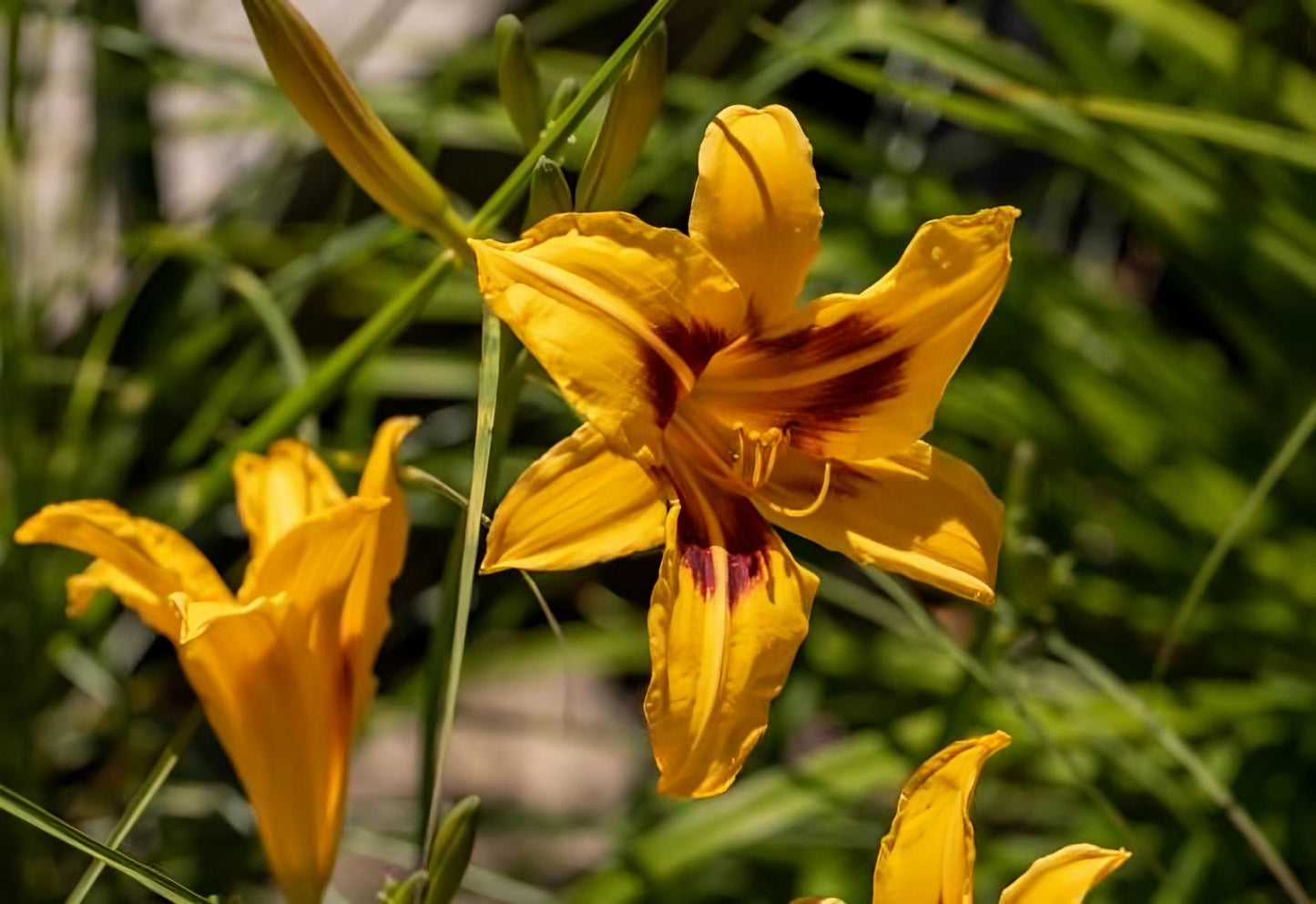 Hemerocallis Frans Hals daylily, daylily