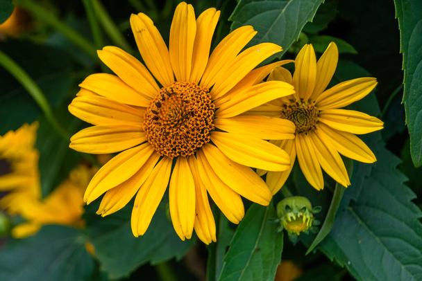Oxeye Sunflower: North American Native Wildflower Seeds