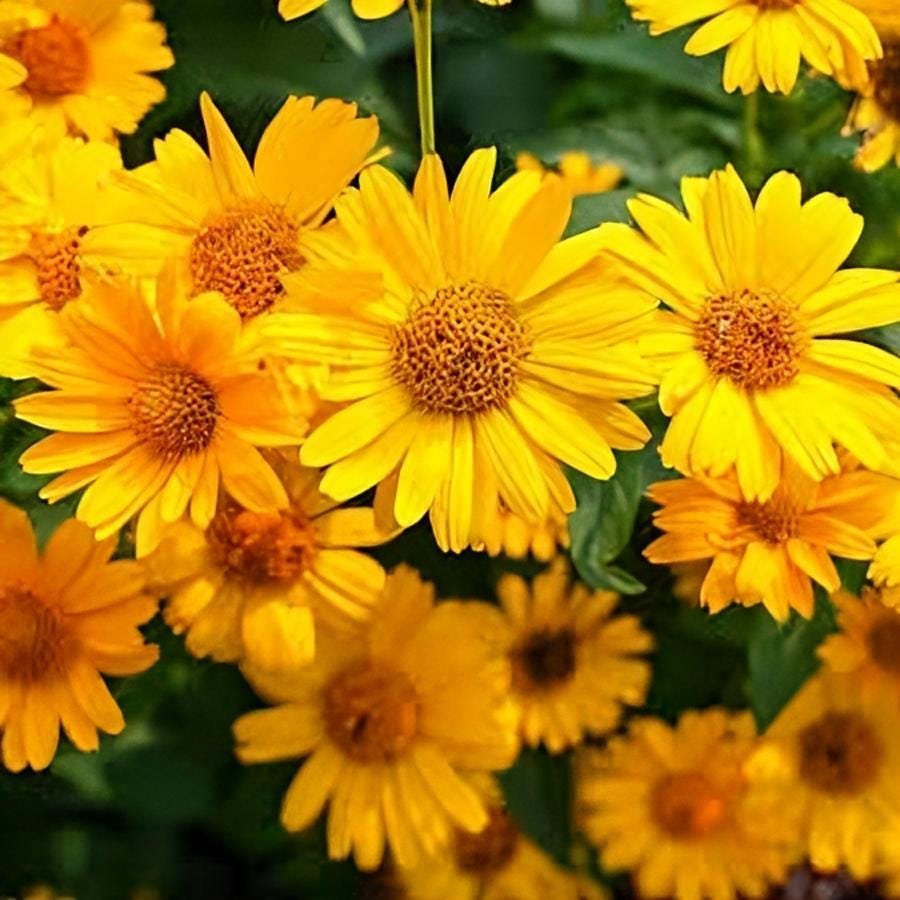 Oxeye Sunflower: North American Native Wildflower Seeds