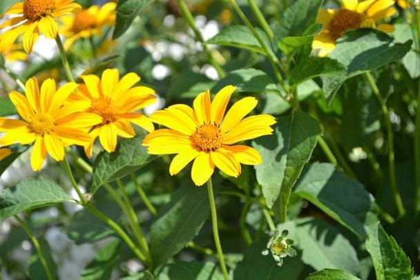 Oxeye Sunflower: North American Native Wildflower Seeds