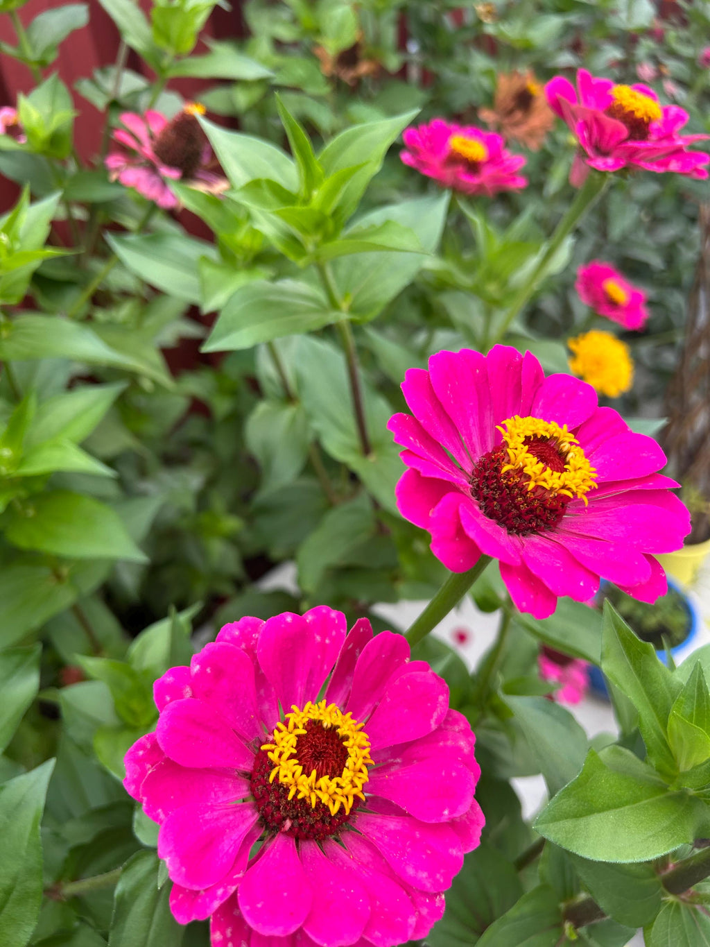 Zinnia flower seeds - Zinna