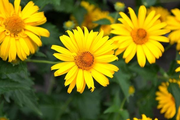 Oxeye Sunflower: North American Native Wildflower Seeds