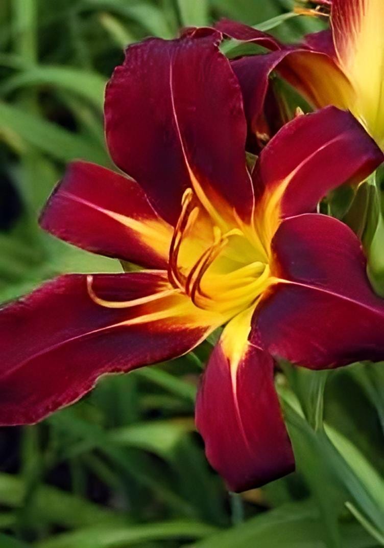Mixed Daylily Seeds: Yellow & Burgundy Hemerocallis