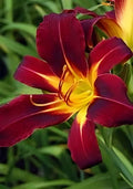 Mixed Daylily Seeds: Yellow & Burgundy Hemerocallis