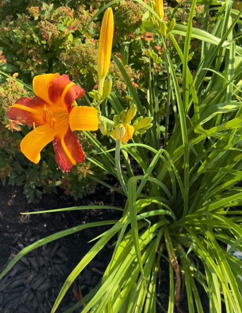Hemerocallis Frans Hals daylily, daylily