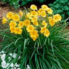 Mixed Daylily Seeds: Yellow & Burgundy Hemerocallis